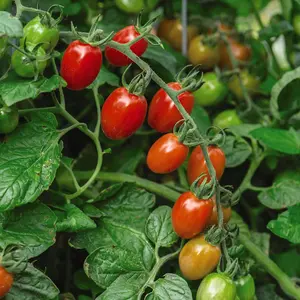 Tomato Celano 1 Seed Packet (5 Seeds)