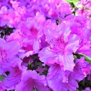 Azalea Konigstein - Evergreen Shrub, Deep Pink Blooms (20-30cm Height Including Pot)