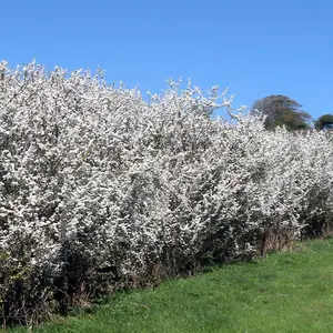 Prunus spinosa 'Blackthorn' Bare Root Hedge Hedging Tree Plants (1-2ft, 10 Plants)