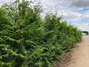 3x Thuja Plicata Gelderland Western Red Cedar Trees 2-3ft Supplied in 2 Litre Pots