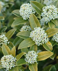 Skimmia Contrasting Duo - Evergreen and Spring Flowering, supplied in 10.5cm pots