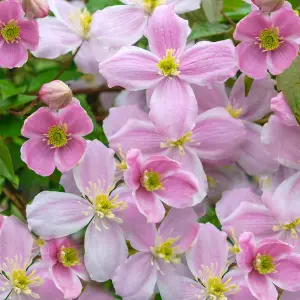 Clematis Mayleen - Vibrant Pink Blooms, Climbing Vine, Morning Sun (20-30cm Height Including Pot)