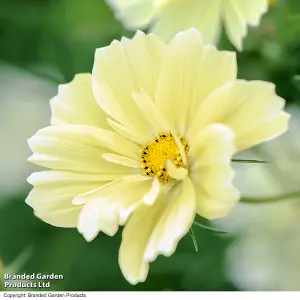 Cosmos bipinnatus Xanthos - 2 Seed Packets (40 seeds)