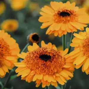 Calendula 'Crown Orange' 1 Seed Packet