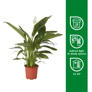 Verve Peace lily in Terracotta Plastic Grow pot 17cm