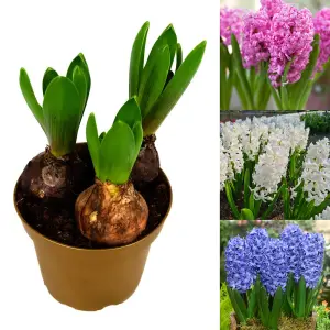 Hyacinth Carnival Bulb Trio in 13cm Pot - Fragrant Mixed Colour Hyacinthus Bulbs