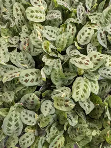 Variegated Prayer Plant - Rabbit's Foot - Fiesta - Rare Plant - 12 cm Pot - 30-40cm Tall - Maranta Kerchoveana 'Fiesta'