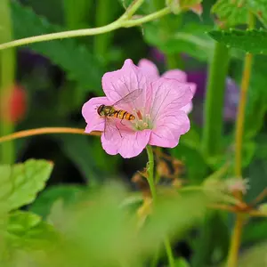 Geranium Wargrave Pink 9cm Pot x 1