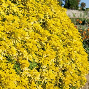 2 x Choisya Sundance in 9cm Pots - Mexican Orange - Aromatic Evergreen Shrubs