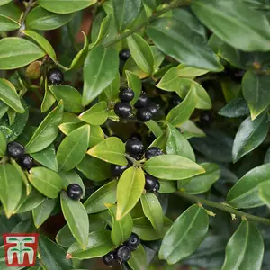 Evergreen Shrub - Sarcococca Humilis 'Sweet Box' - 9cm Potted Plant x 1