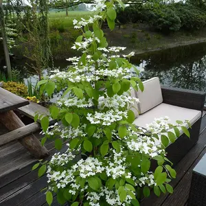 Tomentosum Kilimanjaro Japanese Snowball Bush Shrub Plant Viburnum 2L Pot