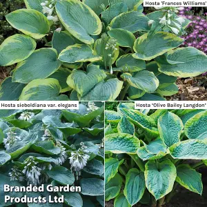 Hosta Giant Leaved Mix 3 bare root plants