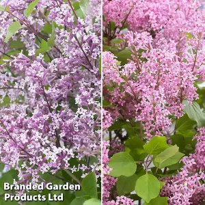 Syringa (Lilac) meyeri Flowerfesta Duo 9cm Potted Plant x 2