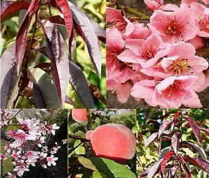 1X 3-4FT MINI DWARF PATIO PURPLE LEAF PEACH 'RUBIRA' FRUIT TREE - UK HARDY - 5L POTTED