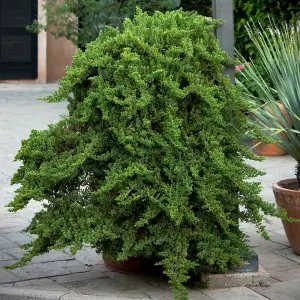 Juniperus Nana Garden Plant - Compact Evergreen, Low Maintenance (10-20cm Height Including Pot)