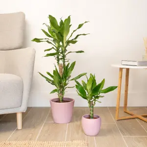 House Plant - Madagascar Dragon Tree - 11 cm Pot size - 30-40 cm Tall - Dracaena Fragrans Steudneri - Indoor Plant