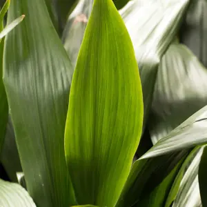 Aspidistra Cast Iron House Plant - 12cm Potted Plant + 30ml Incredifeed House Plant Drip Feeder