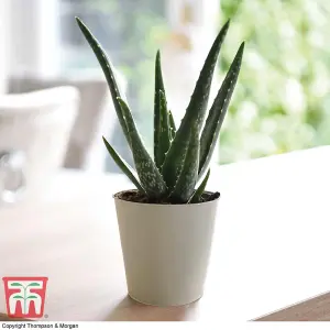 Aloe Vera 10.5cm Potted Plantx 3 + Incredi Houseplant Drip Feeder 30ml Bottle 1 Unit x 3