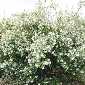 10 x Osmanthus Burkwoodii Garden Plants - Fragrant Blooms, Compact Size (15-25cm Height Including Pot)