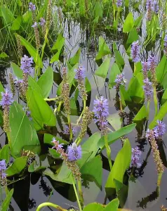 Lincolnshire Pond Plants Ltd Marginal Plants - Pond Plants (Pontederia Cordata) - 9cm Bareroot