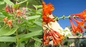 Direct Plants Lonicera Henryi Evergreen Honeysuckle Climbing Plant Supplied in a 9cm Pot