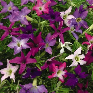 Petunia Spark-lers 1 Packet (30 Seeds)