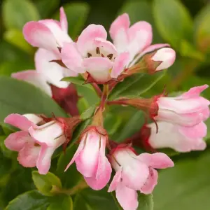 Escallonia Peach Blossom Garden Shrub - Pink Flowers, Compact Size, Attracts Pollinators (10-30cm Height Including Pot)