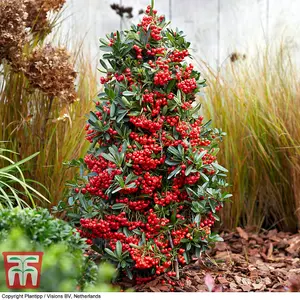 Pyracantha Red Star 9cm Potted Plant x 2