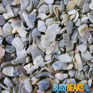 1kg BusyBeaks Hen Sized Oyster Shell - Premium Grade High In Calcium Poultry Grit