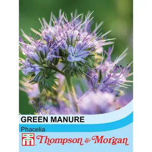 Green Manure Phacelia 1 Seed Packet (50 Seeds)