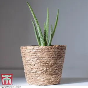 Aloe Vera Houseplant -  15cm Potted Plant x 1 + 30ml Incredifeed House Plant Drip Feeder