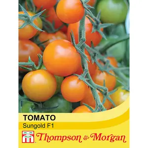 Tomato Sungold F1 Hybrid 1 Seed Packet (8 Seeds)