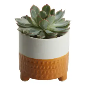 Verve Succulent in Ceramic Decorative pot 9cm