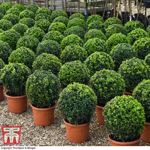 Evergreen Topiary Buxus Ball - Potted Plant x 2 + 2 Patio Planters - Outdoor Plant, Hedging & Patio Containers