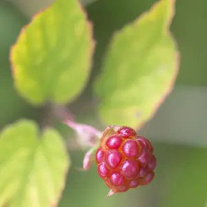 Lincolnshire Fruits Tayberry (medana) Potted 7 Litre