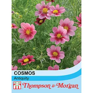 Cosmos Antiquity 1 Seed Packet (30 Seeds)