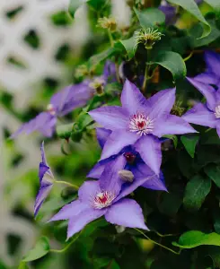 Clematis Lindsay - Huge Deep Purple Flowers On This Compact Climber - 1 X 7cm Pot