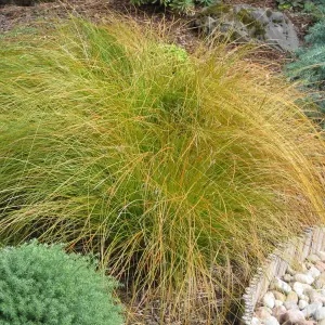 Carex Prairie Fire - Copper Coloured Foliage, Evergreen, Hardy (15-25cm Height Including Pot)