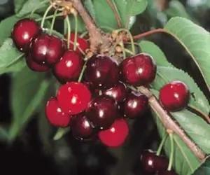 Dwarf Patio Early Rivers Cherry Fruit Tree 3-4ft Supplied in a 7.5 Litre Pot