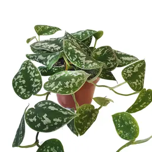 House Plant - Satin Pothos - 12 cm Pot size - 20-30 cm Tall - Scindapsus Pictum Argyraeus - Indoor Plant