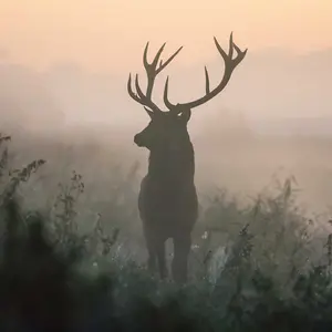 Premium 90 x 75cm 6mm Glass Wild Misty Stag Kitchen Splashback Toughened