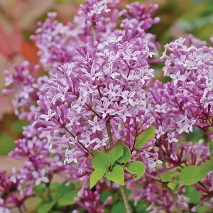 Dwarf Lilac Standard Potted Plant in 2 Litre Potted Plant x 2 - Fragrant Blooms - Perfect for Pollinators