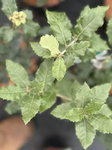 Quercus Ilex Oak Tree Large 30-40cm Supplied in a 3 Litre Pot