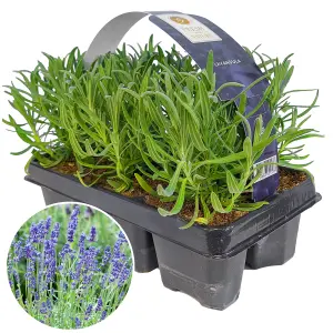 Lavender Angustifolia, Carry Six Pack (15-25cm Height Including Pot) Garden Plants - Compact Perennials, Fragrant Purple Blooms