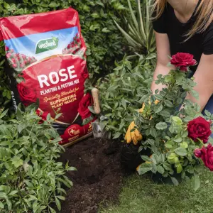 Westland Peat-free Rose, shrub & tree Compost 50L