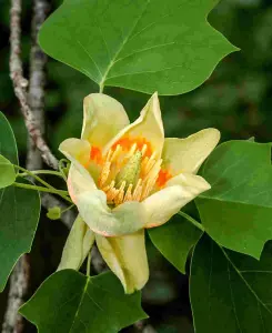 Liriodendron tulipifera - Tulip tree - supplied in 9cm pot