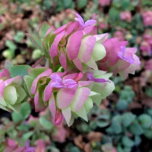 1 x Oregano Kent Beauty Shrub in 10.5cm Pot - Ornamental Origanum Perennial - Grow in Beds, Borders, Rock Gardens & Patio Pots