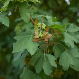 3 Field Maple Hedging, Native Trees Acer Campestre 40-60cm Plants,Autumn Colour 3FATPIGS