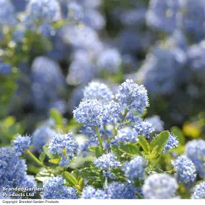 Ceanothus thrysifolius Repens 9cm Potted Plant x 6