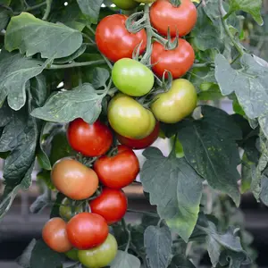 Tomato Crimson Crush F1 1 Seed Packet